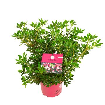 Rhododendron BLOOMBUX MAGENTA