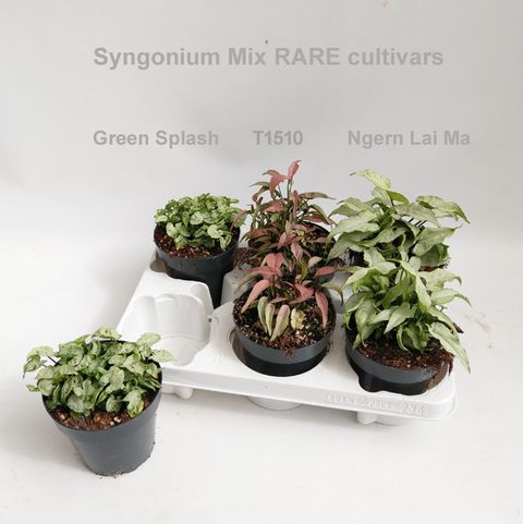 Syngonium MIX