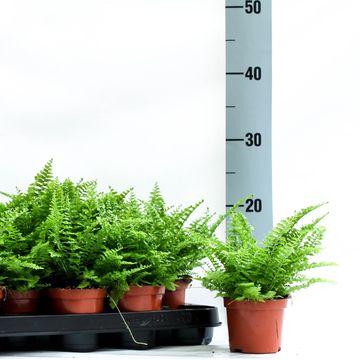 Nephrolepis exaltata 'Corditas'