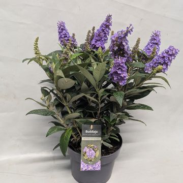 Buddleja davidii LITTLE ROCKSTARS BLUE
