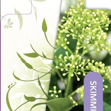 Skimmia japonica 'Finchy'