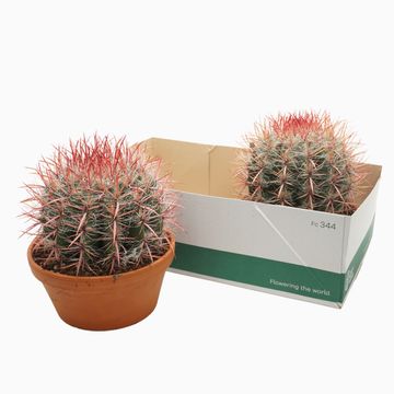 Ferocactus stainesii