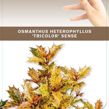 Osmanthus heterophyllus 'Goshiki'