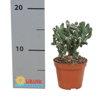 Monvillea spegazzinii cristata