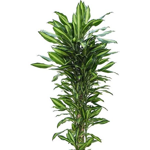 Dracaena fragrans CINTHO