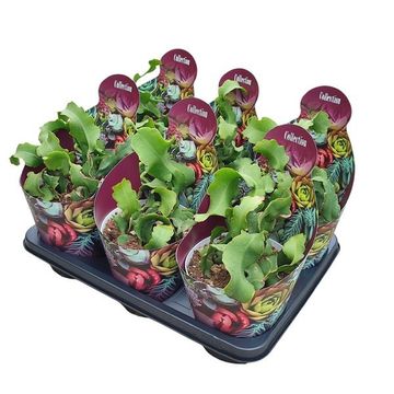 Epiphyllum guatemalense