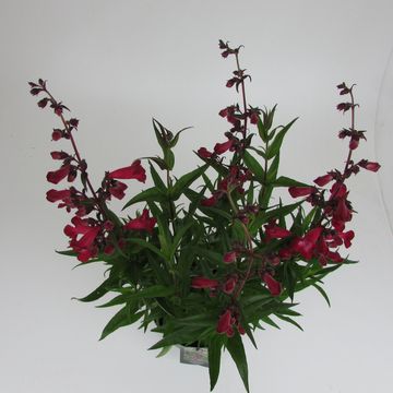 Penstemon hartwegii 'Superstar'