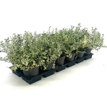 Euonymus fortunei 'Silverstone'