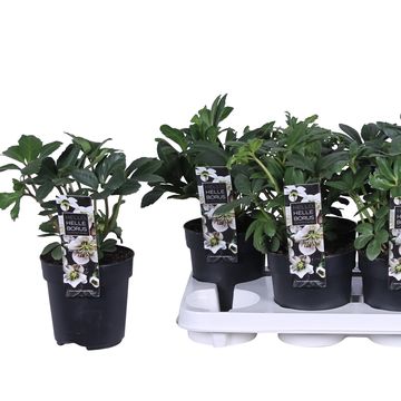 Гелеборус niger