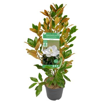 Magnolia grandiflora 'Little Gem'