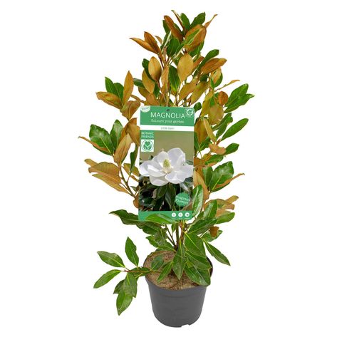 Magnolia grandiflora 'Little Gem'