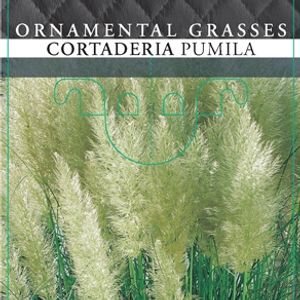 Cortaderia selloana 'Pumila' (Cammeraat Potcultuur)