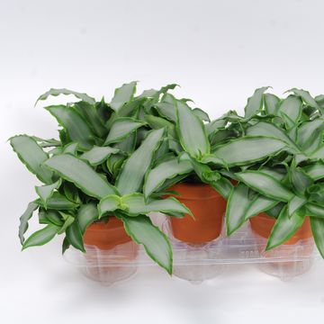 Murdannia loriformis BRIGHT STAR