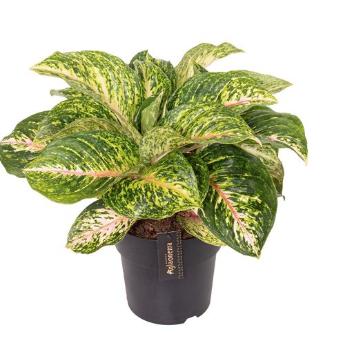 Aglaonema 'Forest Pink'