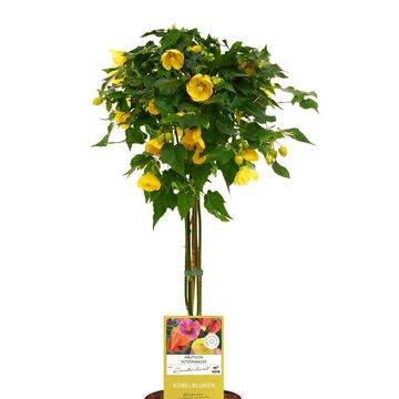 Abutilon megapotamicum