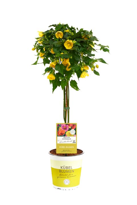 Abutilon megapotamicum