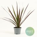 Dracaena marginata 'Magenta'