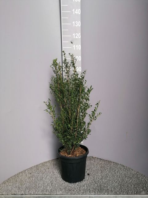 Ilex maximowicziana kanehirae IMPALA