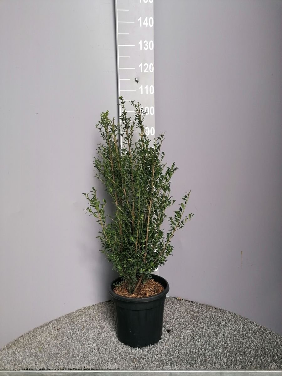 baywa weihnachtsstern WEIHNACHTSSTERN - ASCHBRAUN