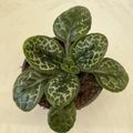 Streptocarpus 'Pretty Turtle'