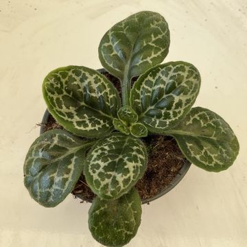 Streptocarpus 'Pretty Turtle'