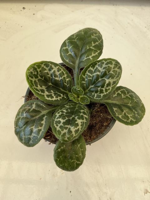 Streptocarpus 'Pretty Turtle'