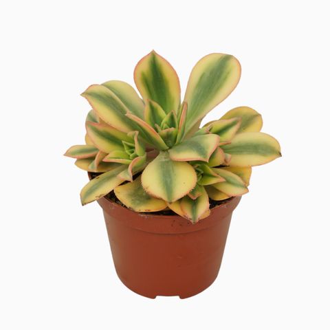 Aeonium decorum 'Tricolor'