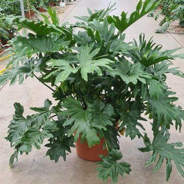 Philodendron bipinnatifidum 'Cum Laude'