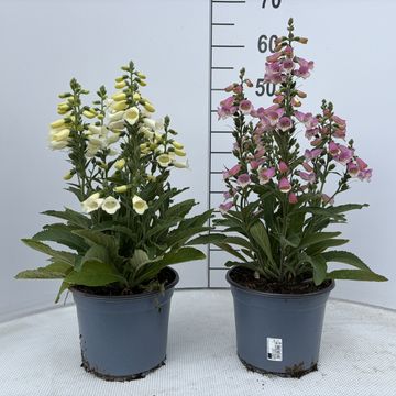 Digitalis purpurea HANABEE MIX