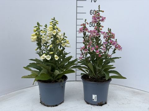 Digitalis purpurea HANABEE MIX