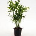 Chamaedorea elegans
