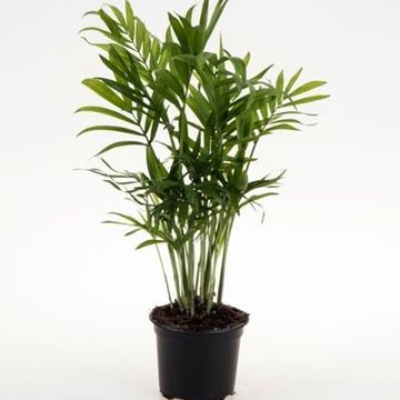 Chamaedorea elegans
