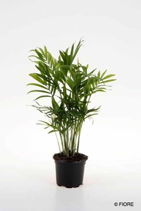 Chamaedorea elegans