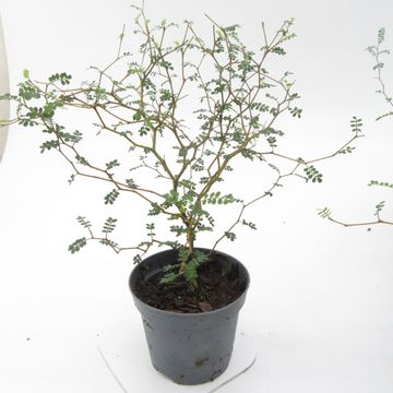 Sophora 'Little Baby'