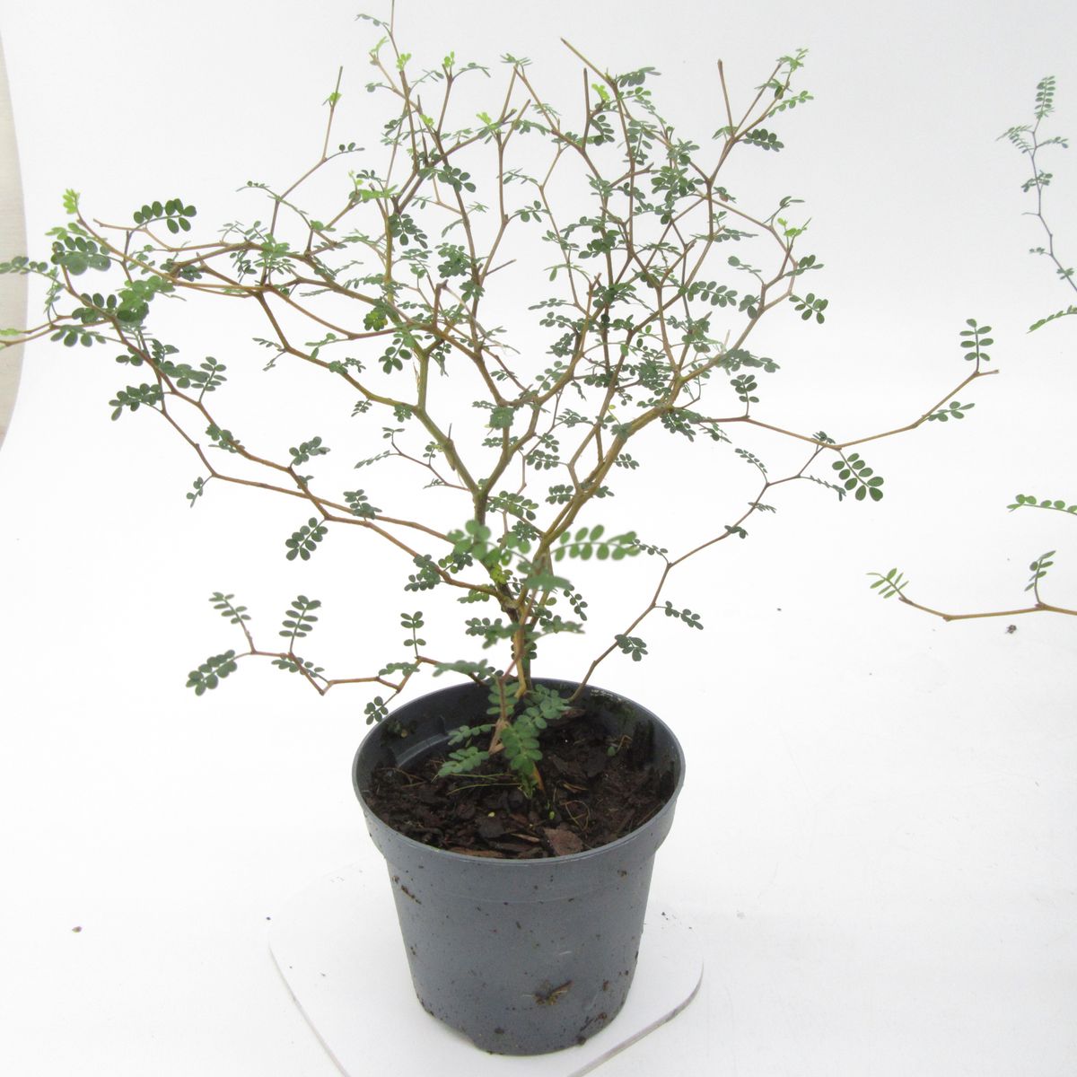 geranium zimmerpflanze Duftende Mckenabwehrende Geranien
