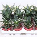 Sansevieria trifasciata HAHNII MIX