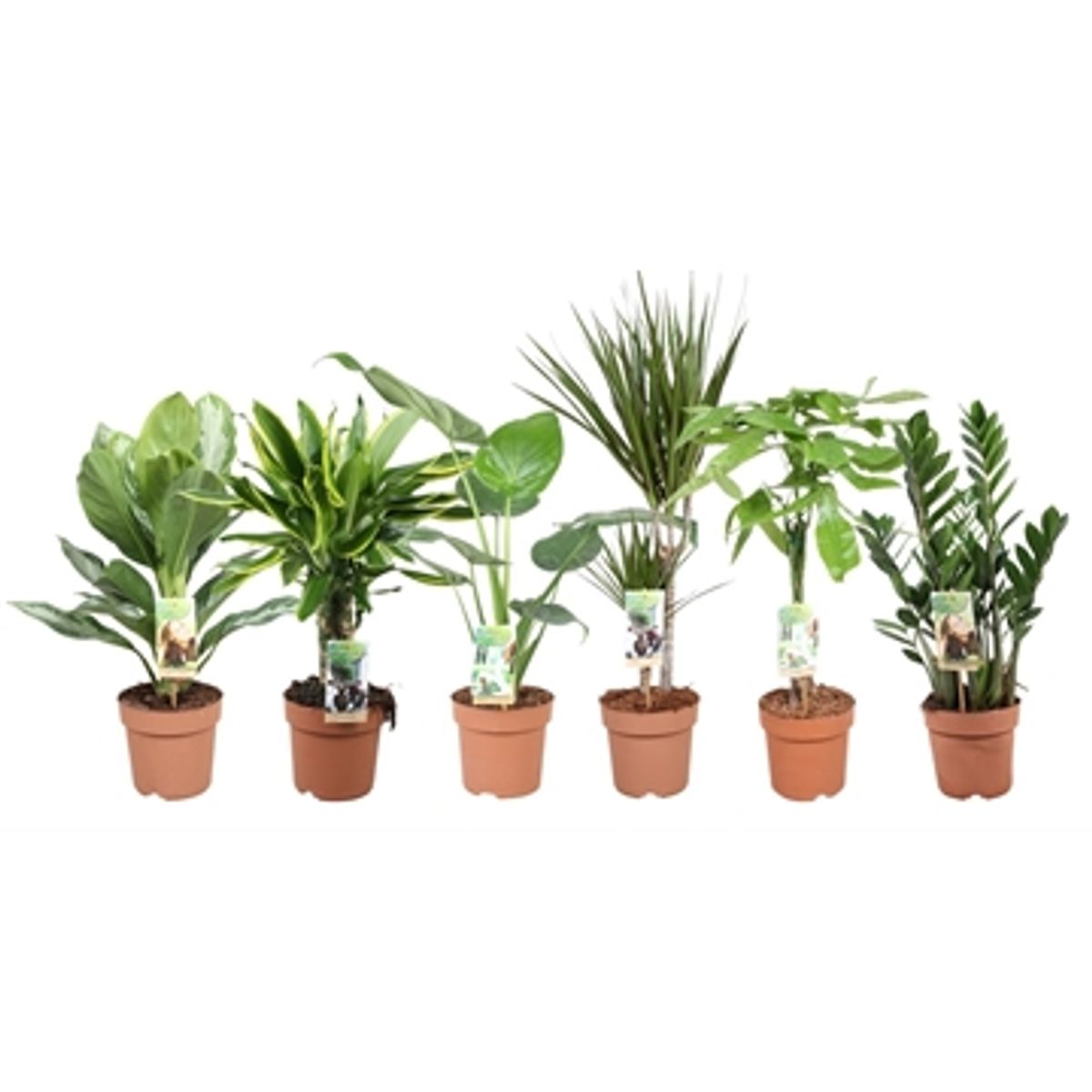 Houseplants MIX — Plant Wholesale FlorAccess