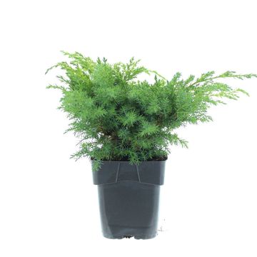 Juniperus squamata 'Blue Swede'