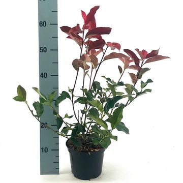 Photinia x fraseri 'Camilvy'