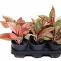 Aglaonema 'Starshine'