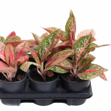 Aglaonema 'Starshine'