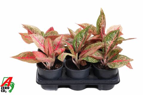 Aglaonema 'Starshine'