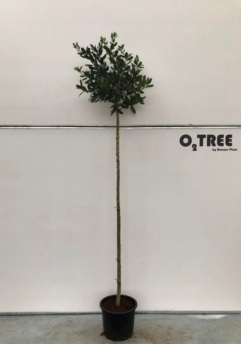 Ilex 'Nellie R. Stevens'