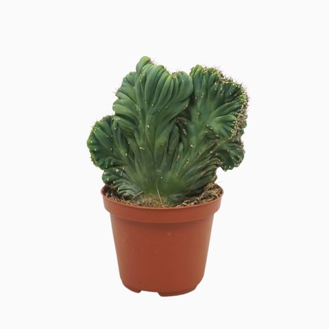 Cereus peruvianus coral