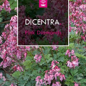 Dicentra 'Pink Diamonds'