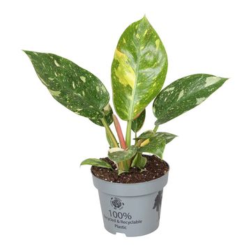 Philodendron 'Green Congo Variegata'