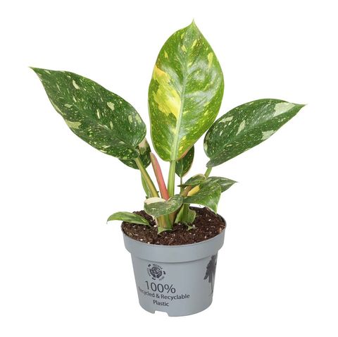 Philodendron 'Green Congo Variegata'