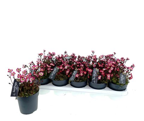 Saxifraga 'Marto Red'