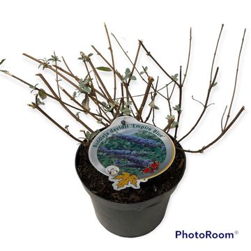 Buddleja davidii 'Empire Blue'