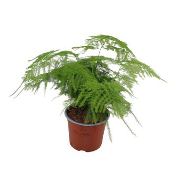 Asparagus setaceus